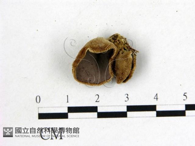 毛木耳藏品圖，第1張