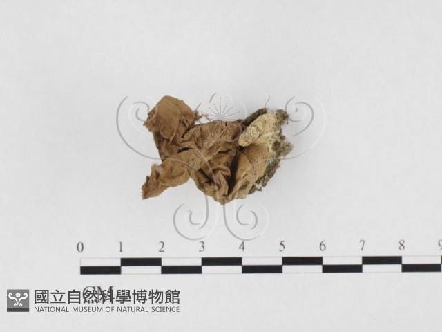 登錄號:F0026598藏品圖，第1張