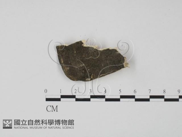 偏腫栓菌藏品圖，第1張