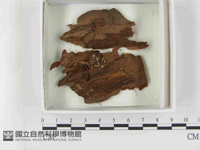 登錄號:F0021598藏品圖，第1張