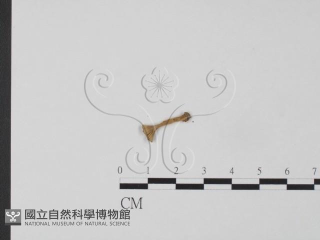 登錄號:F0011598藏品圖，第1張