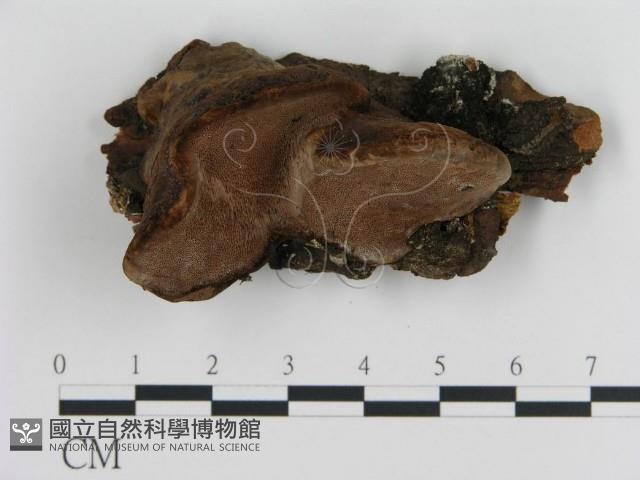 登錄號:F0004598藏品圖，第1張