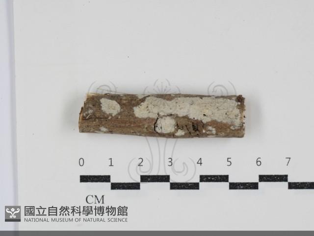 登錄號:F0034598藏品圖，第1張