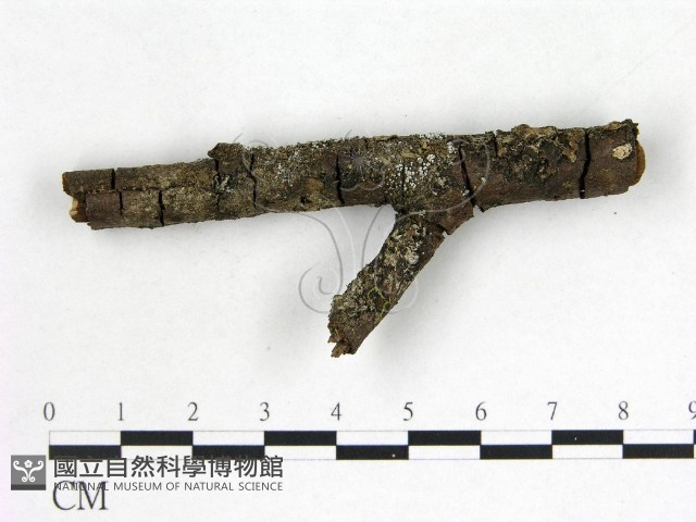 登錄號:F0022598藏品圖，第1張