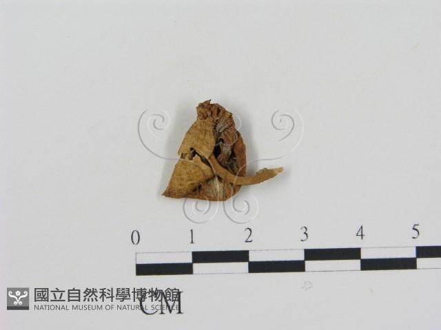 登錄號:F0012598藏品圖，第1張