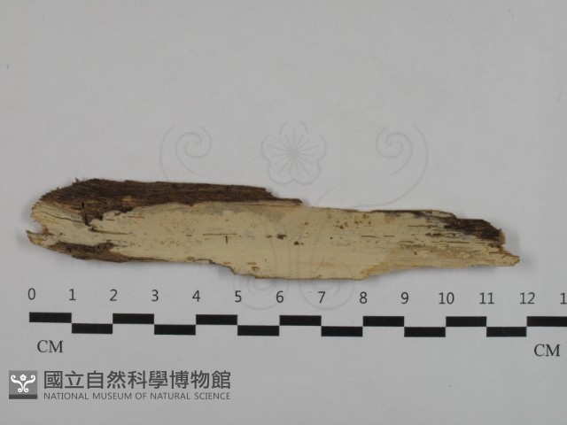 登錄號:F0032598藏品圖，第1張