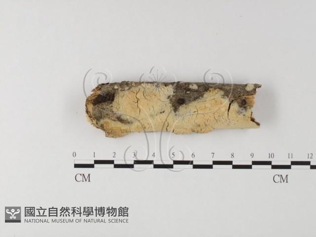 登錄號:F0025598藏品圖，第1張