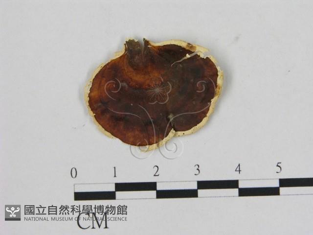 相鄰小孔菌藏品圖，第1張