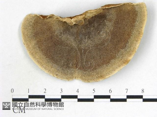 登錄號:F0015598藏品圖，第1張