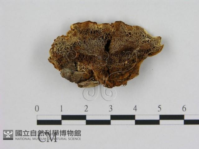 登錄號:F0009598藏品圖，第1張