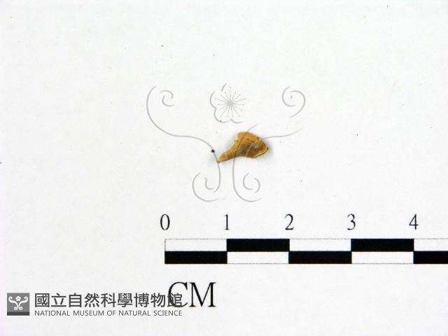 登錄號:F0019598藏品圖，第1張