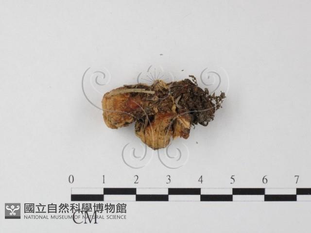 銳孔菌屬藏品圖，第1張