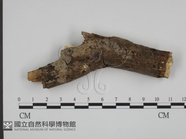 登錄號:F0003598藏品圖，第1張