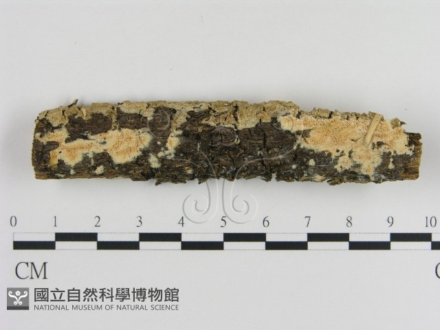 登錄號:F0013598藏品圖，第1張