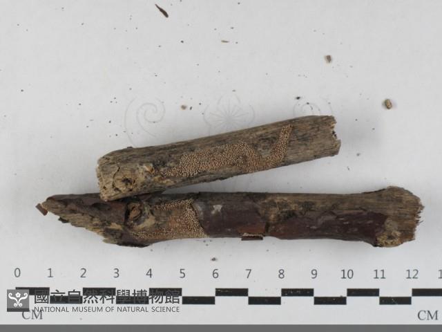 登錄號:F0033598藏品圖，第1張