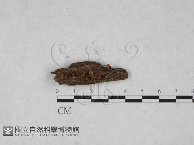 登錄號:F0028198藏品圖，第1張