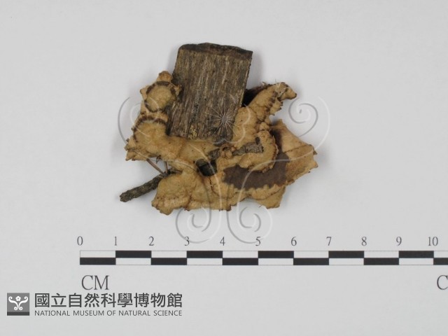 登錄號:F0008198藏品圖，第1張