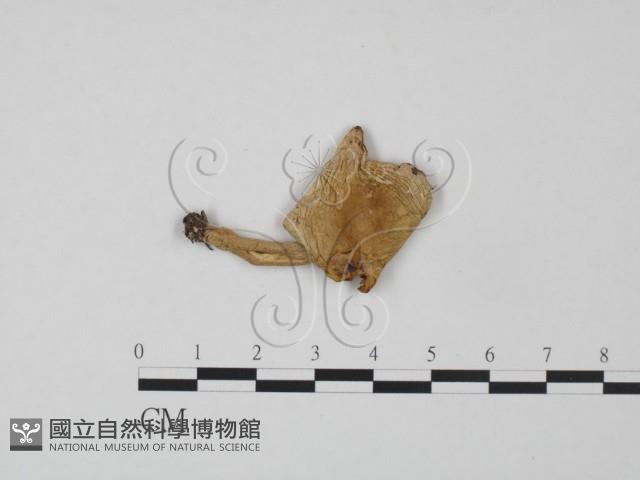 登錄號:F0020198藏品圖，第1張