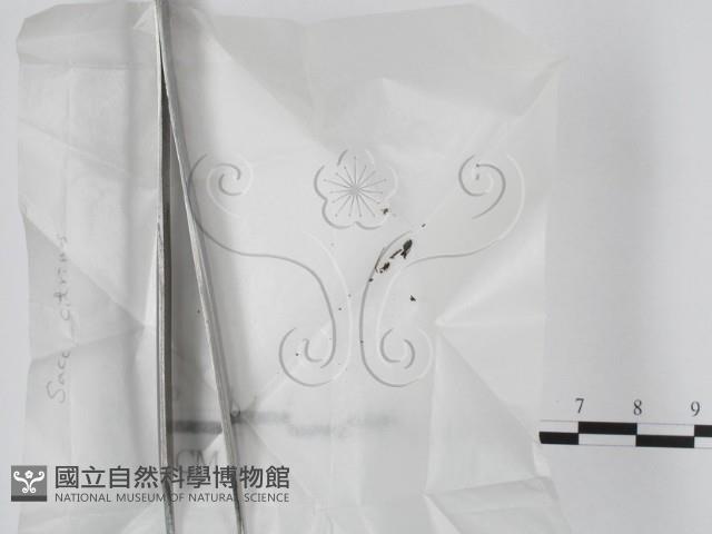 登錄號:F0000198藏品圖，第1張