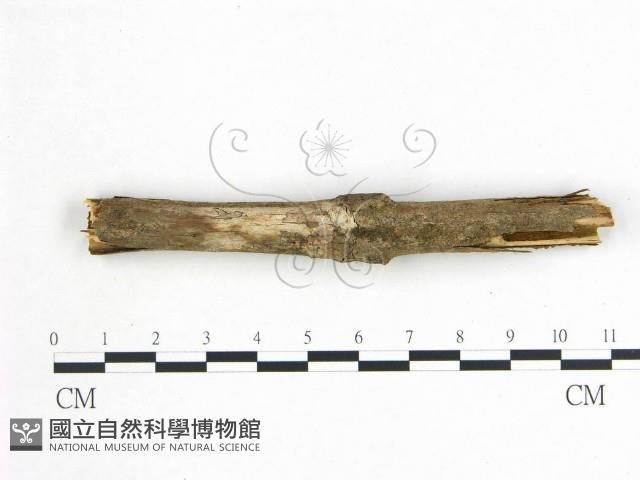 登錄號:F0010198藏品圖，第1張