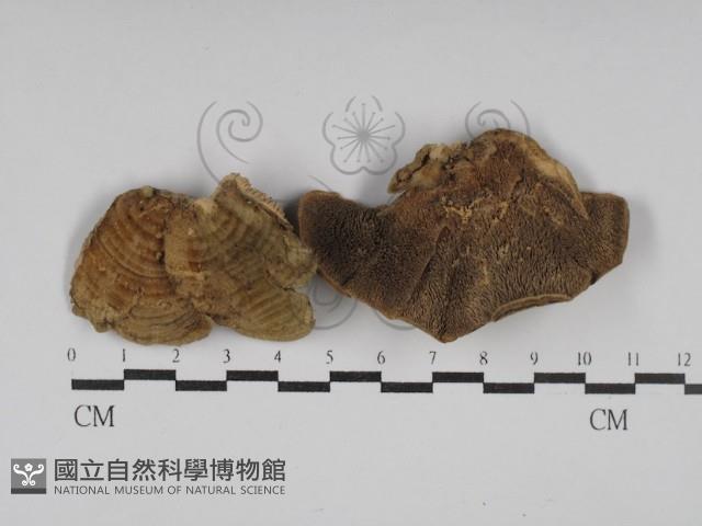 登錄號:F0030198藏品圖，第1張