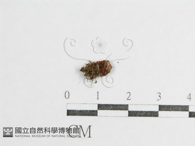 登錄號:F0016198藏品圖，第1張