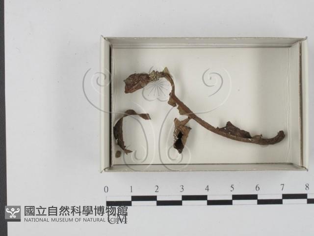 登錄號:F0021198藏品圖，第1張