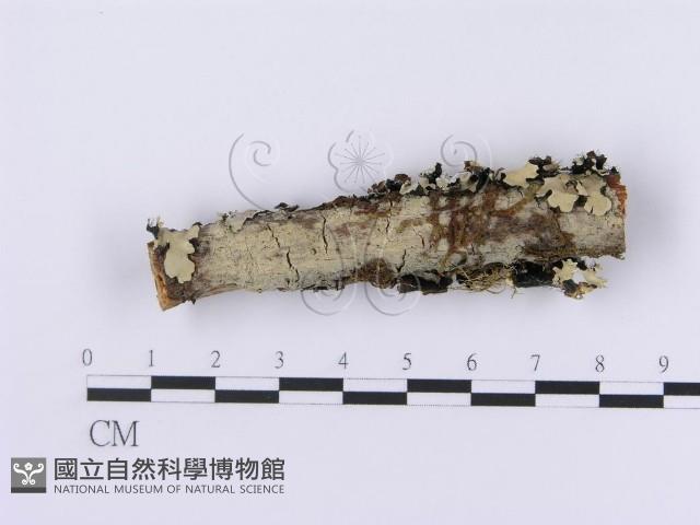登錄號:F0001198藏品圖，第1張