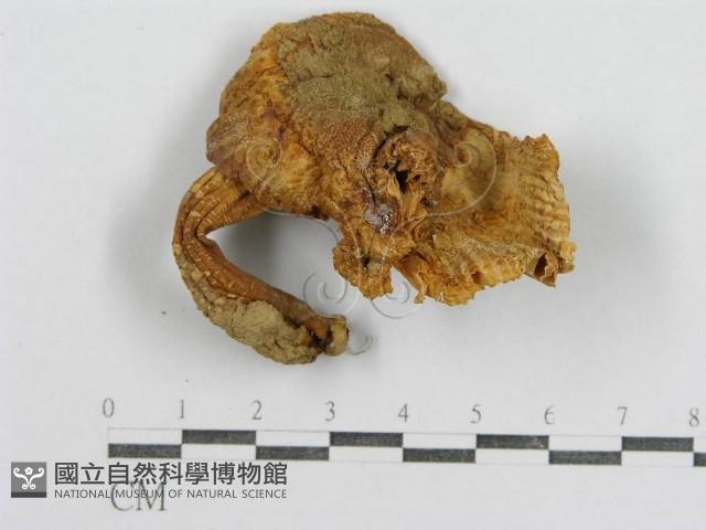 紅菇屬藏品圖，第1張