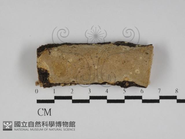 多年臥孔菌屬藏品圖，第1張