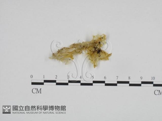 登錄號:F0024198藏品圖，第1張