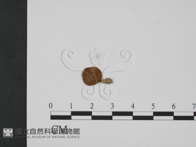 登錄號:F0014198藏品圖，第1張