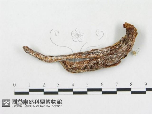 登錄號:F0002198藏品圖，第1張