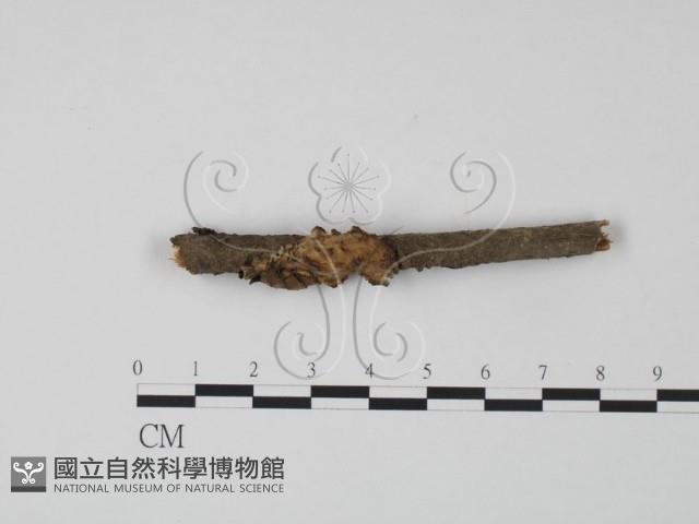 韌革菌屬藏品圖，第1張