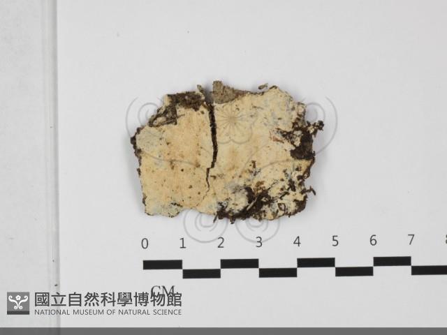 登錄號:F0032198藏品圖，第1張