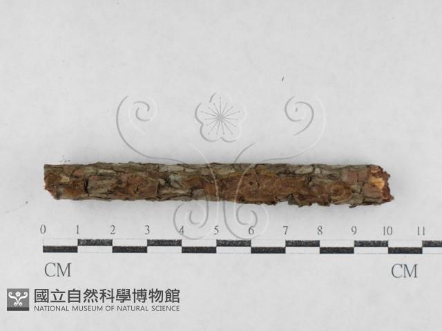 刺革菌屬藏品圖，第1張