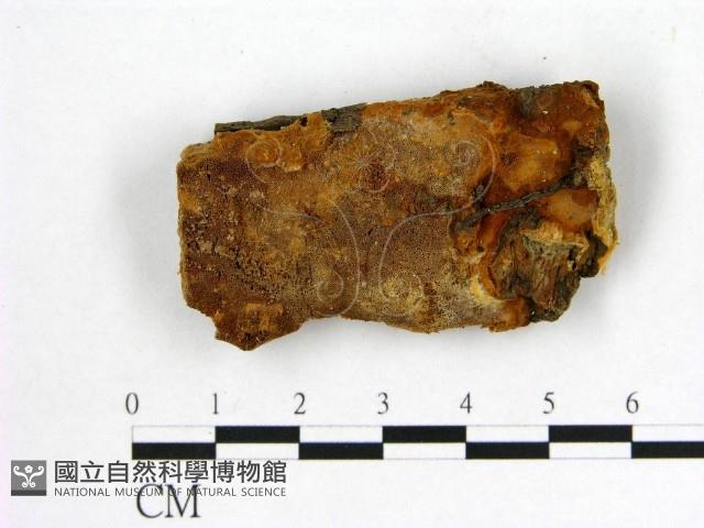 登錄號:F0007198藏品圖，第1張