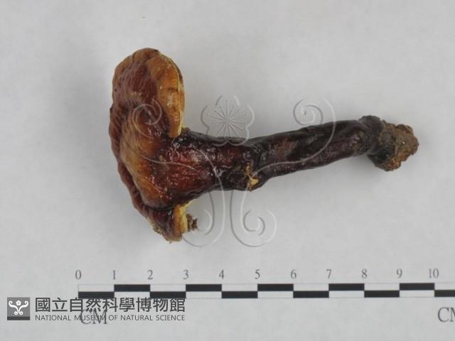 靈芝屬藏品圖，第1張