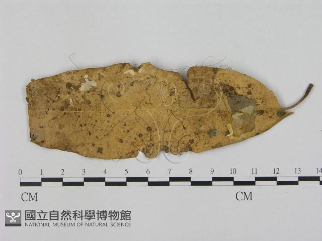 小皮傘屬藏品圖，第1張
