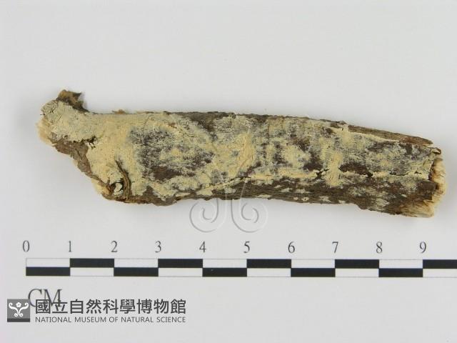 登錄號:F0009198藏品圖，第1張