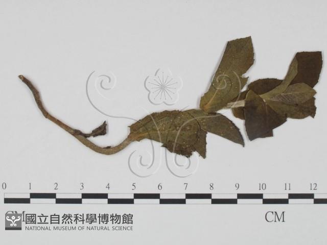 登錄號:F0019198藏品圖，第1張