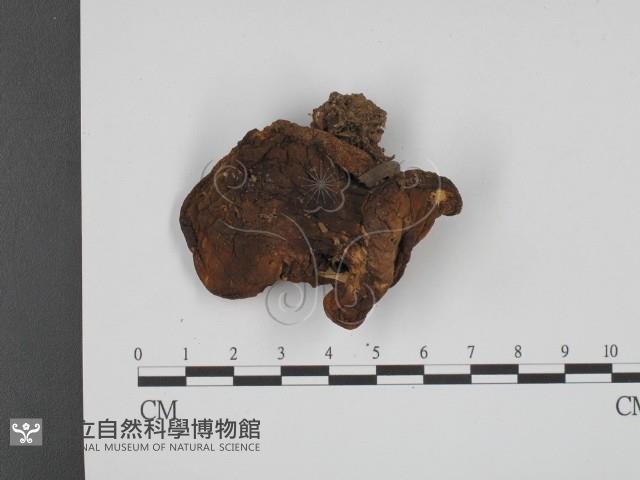 登錄號:F0013198藏品圖，第1張