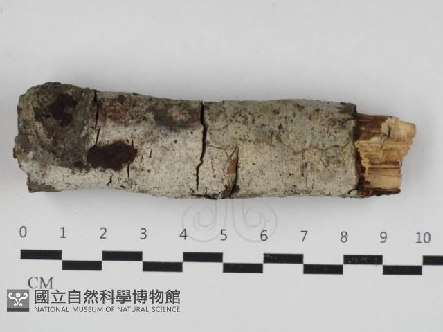 登錄號:F0033198藏品圖，第1張