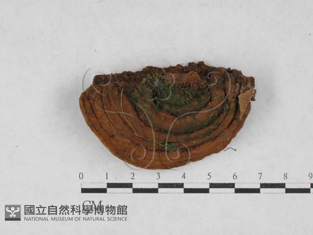 木層孔菌屬藏品圖，第1張