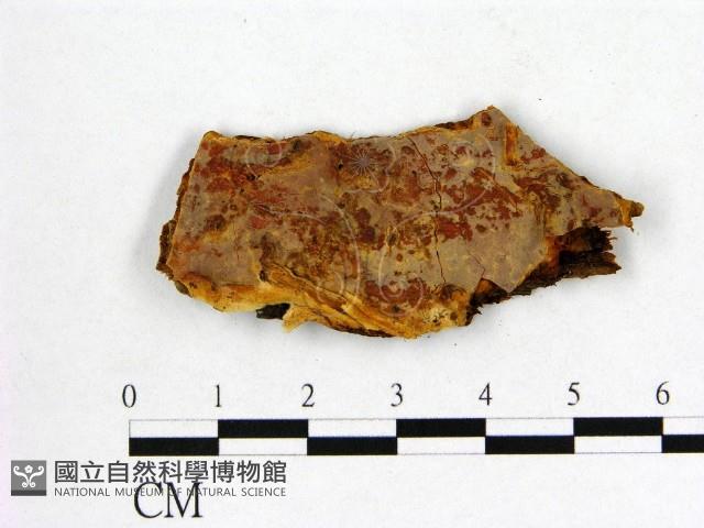 登錄號:F0008098藏品圖，第1張