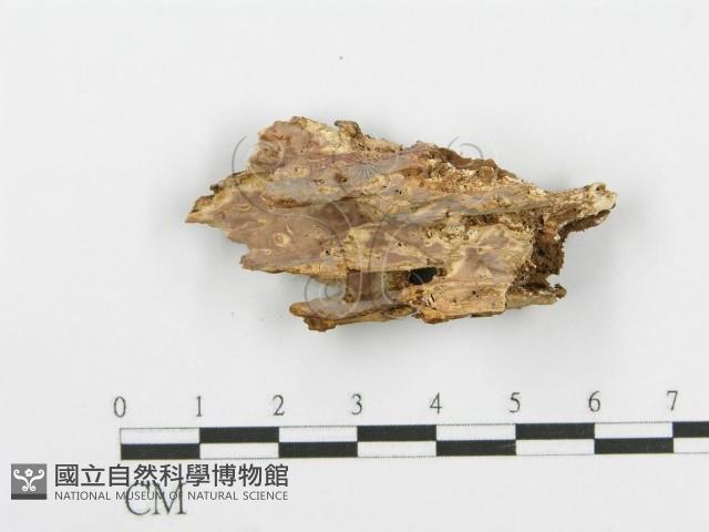 登錄號:F0020098藏品圖，第1張