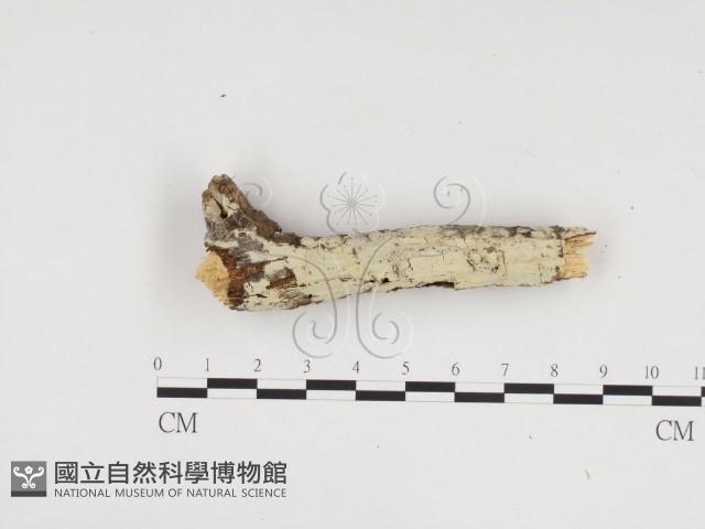 冇骨消絲齒菌藏品圖，第1張