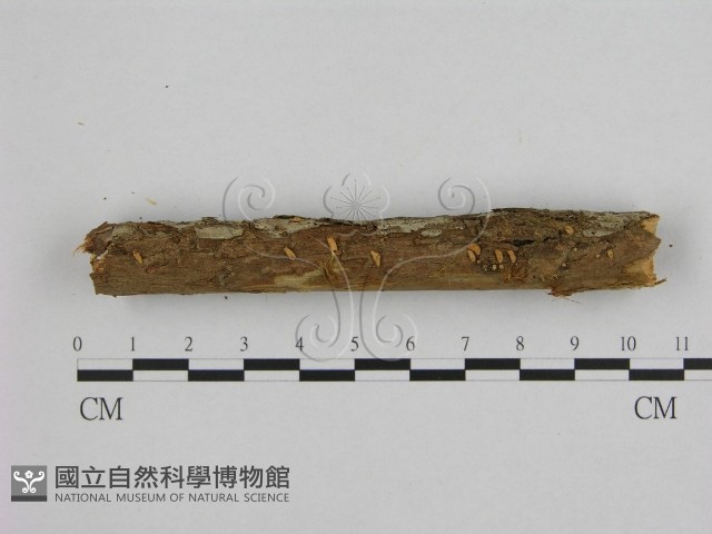 登錄號:F0010098藏品圖，第1張