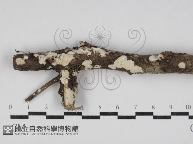 登錄號:F0030098藏品圖，第1張