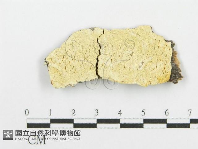登錄號:F0006098藏品圖，第1張